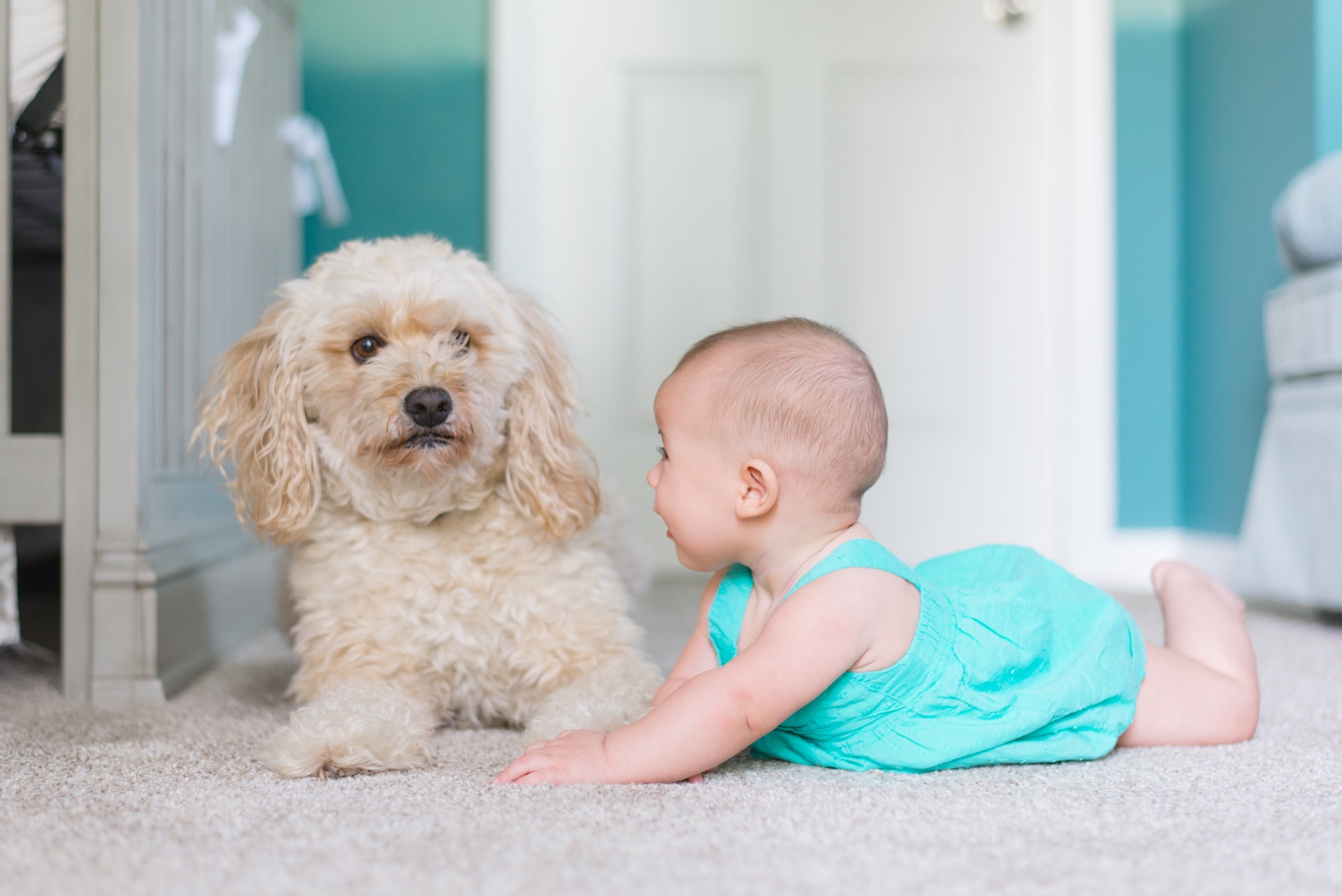 carpet cleaning burnaby
