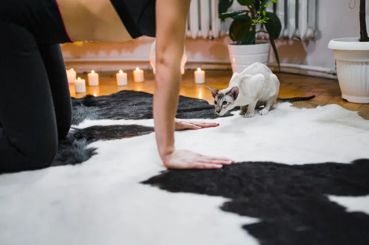 abbotsford carpet cleaning